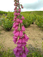 Digitale (ph. Mrugala F., Chiroubles, juin 2021)(3)